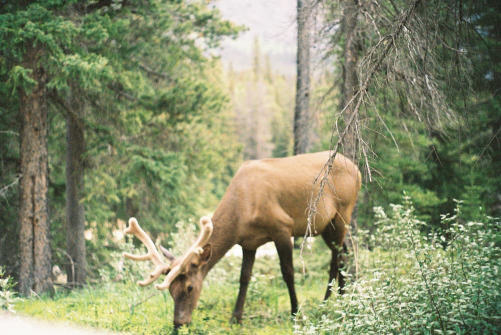 Canada, Summer (Film)